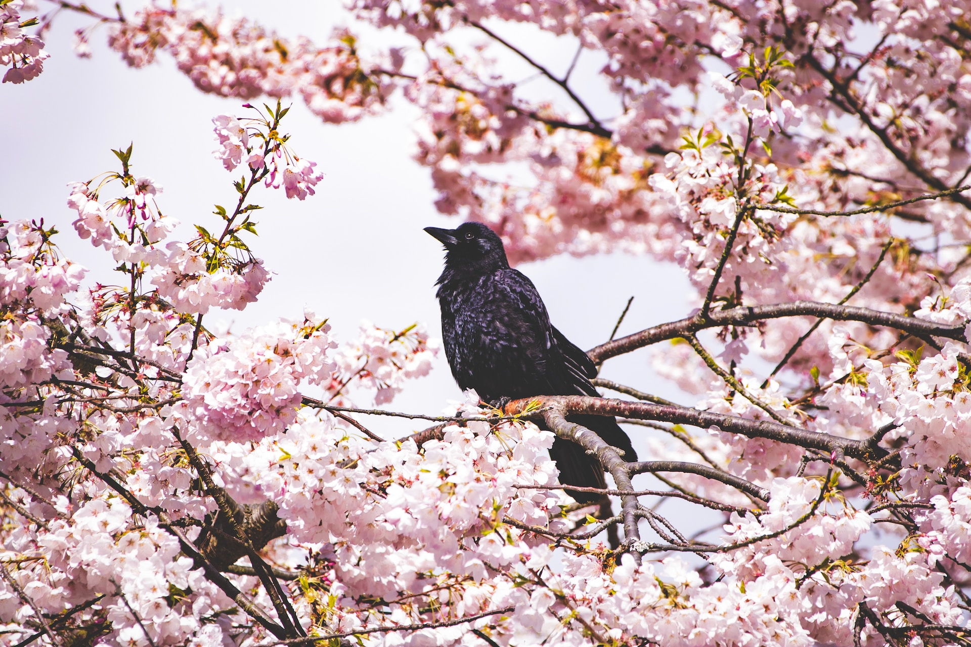 Unveiling the Beauty of Port Alberni in Spring